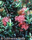 Ixora chinensis ´Angela Busman´