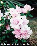 Rhododendron simsii ´Theo´