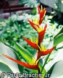 Heliconia rivularis