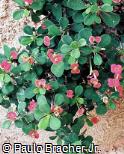 Euphorbia milii ´Imperatae´