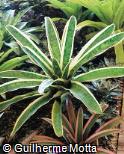 Aechmea mexicana ´Albo-Marginata´