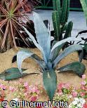 Agave marmorata