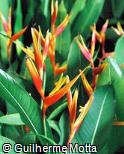 Heliconia psittacorum ´Red Golden´