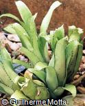 Aechmea hybridum ´Pie´