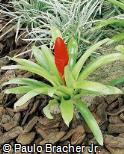 Vriesea hybridum ´Fulgida´