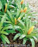 Vriesea hybridum ´Touch of Gold´Bromélia , Gravatá , Vriésia Vriesea hybridum ´Touch of Gold´Bromélia , Gravatá , Vriésia