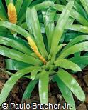 Vriesea hybridum ´Touch of Gold´