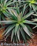 Dyckia minarum