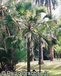 Pritchardia affinis