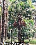 Pritchardia martii