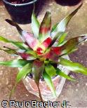 Neoregelia compacta ´Crown Prince´