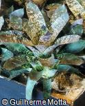 Vriesea hybridum ´Tasman Lemon´