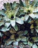 Vriesea hybridum ´Tasman Lemon´