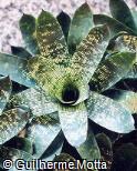 Vriesea hybridum ´Tasman Lemon´