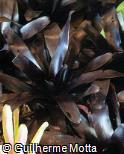 Vriesea hybridum ´Tropic Night´