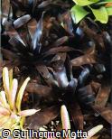 Vriesea hybridum ´Tropic Night´