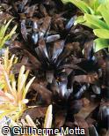 Vriesea hybridum ´Tropic Night´