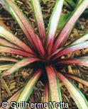 Vriesea hybridum ´Sunset´