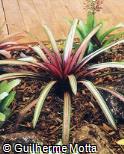 Vriesea hybridum ´Sunset´