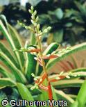 Aechmea hybridum ´David Barry´