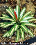Vriesea hybridum ´White Line´