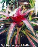 Neoregelia carolinae ´Amazing Ray´