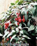 Fuchsia hybrida ´Display´