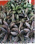Cordyline terminalis ´Moonlight´