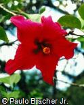 Hibiscus rosa-sinensis ´Chipee´