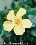 Hibiscus rosa-sinensis ´Highbrow´