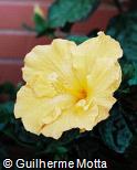Hibiscus rosa-sinensis ´Gympie Gold´