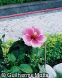Hibiscus rosa-sinensis ´Corella´