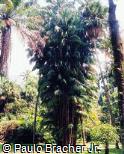 Oncosperma filamentosa