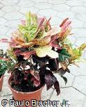 Codiaeum variegatum ´Corot´