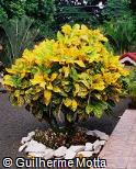 Codiaeum variegatum ´John Bender´
