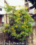 Senna corymbosa