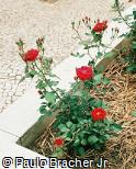 Rosa chinensis ´Happy Wanderer´