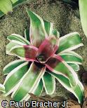 Neoregelia carolinae ´Jeffrey Block´