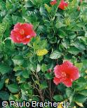 Hibiscus rosa-sinensis