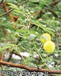 Acacia seyal