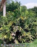 Licuala spinosa