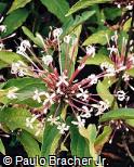 Clerodendrum quadriloculare