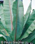 Ensete ventricosum