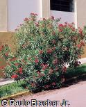 Nerium oleander ´Little Red´