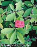 Euphorbia milii