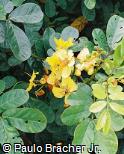 Senna australis