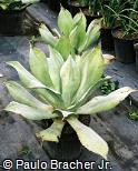Agave wercklei