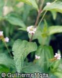 Lantana trifolia