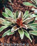 Neoregelia carcharodon ´Rafael´