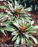 Neoregelia carcharodon ´Rafael´